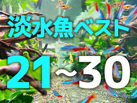 金魚金魚|金魚の人気で初心者が飼いやすい種類ベスト10・プロ。